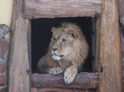 Львица Майя на первом свидании со своим суженым в вольере Воронежского зоопарка взяла инициативу на себя
