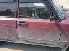 Чудовищную пытку запертой машиной испытала на себе дворняга в Воронеже