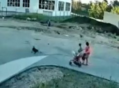 Нападение стаи агрессивных собак на ребенка попало на видео в Воронеже
