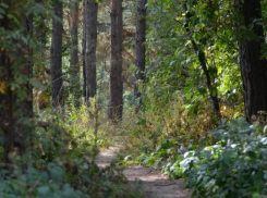 Сотрудника «Зеленхоза» насмерть придавило деревом в воронежском парке  