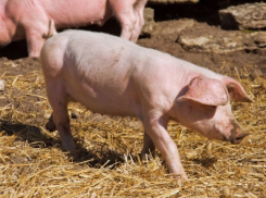 В Воронежской области из-за угрозы африканской чумы уничтожено 228 свиней