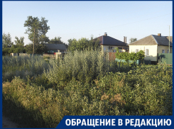 Гигантские сорняки оккупировали село в Воронежской области