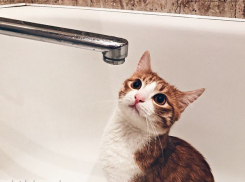 В каких домах Воронежа отключат горячую воду с 17 по 23 августа