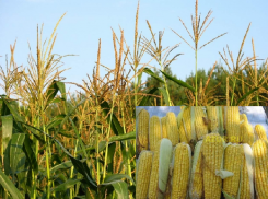 В Воронежской области  у директора агрофирмы украли 40 мешков кукурузы