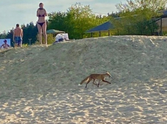 Лиса забрела на пляж и стала звездой среди отдыхающих в Воронеже 