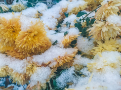 Как воронежцы встретили первый снег в ноябре 