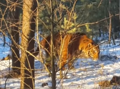 МЧС опубликовало видео поимки сбежавшего тигра в Воронеже 