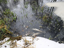 По факту циничного убийства Усманки под Воронежем возбудили уголовное дело