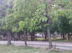 Убийство деревьев заметили на месте строительства Музея ВДВ в Воронеже
