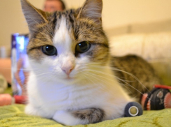 Тридцать седьмой участник конкурса Я и мой любимец Марина Туманина и ее кошка Маруся (ФОТО-ИСТОРИЯ)