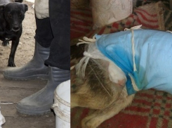 В Воронеже волонтеры спасают дворняжку Дилю, растерзанную питбулями