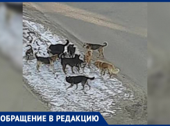 Безжалостная стая собак терроризирует жителей Воронежа