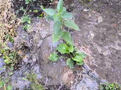 Родник с вонючей водой, который много лет терроризирует воронежцев, записали на видео