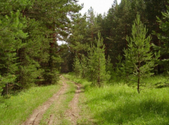 Кто «распилил» десятки гектаров леса в месте, где живет Александр Гусев?