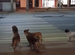 Законопослушную стаю собак сняли на видео в Воронеже