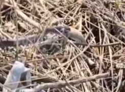 Заглатывает целиком: эпичное видео со змеиной трапезой показали воронежцам 