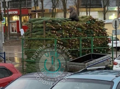 Первые ёлочные базары открылись в Воронеже до наступления декабря 