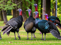 Курица и индейка могут подорожать из-за происшествия на производстве «Индилайт»