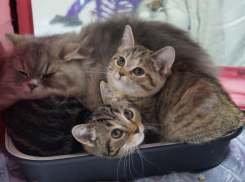 На выходных воронежцы окунулись в удивительный «пушистый» мир