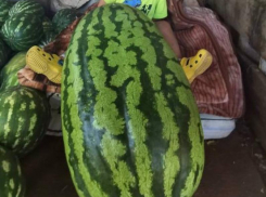 Арбузного гиганта показали на фото в Воронежской области