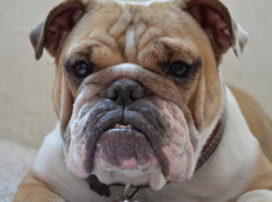 Что же делать, если ваша собака страшным образом располнела?