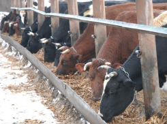 Китай и Бразилия «прикормились» от Воронежской области