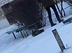 «Тащит с силой»: променад кота на поводке шокировал жительницу Воронежской области 