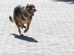 Карантин по бешенству установят до конца весны в селе Красные Холмы под Воронежем