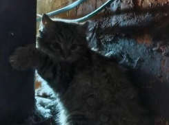 Котенок примерз лапками к трубе в лютый мороз в Воронеже