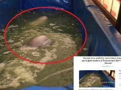 Воронежцы требуют закрыть передвижной дельфинарий из-за жестокого обращения с животными