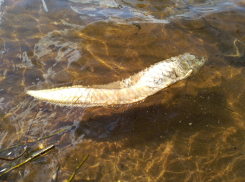 Речного охотника из Амазонки поймали в Воронежском водохранилище
