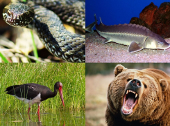 Какие животные безвозвратно исчезли в Воронежской области по вине человека