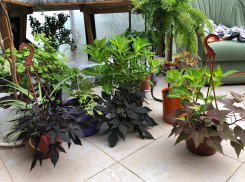 Названы эффектные растения для украшения садовых дорожек в Воронеже