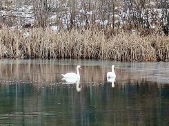 Пара лебедей осталась зимовать на воронежском пруду