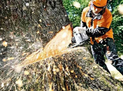 Более 2,5 тыс аварийных деревьев пообещали вырубить в Воронежской области