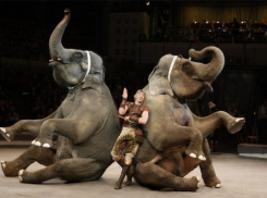 В воронежский цирк приехал «Карнавал слонов»