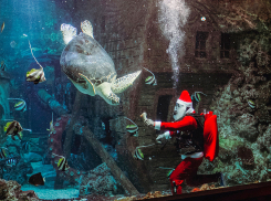 Новогодняя афиша от Воронежского океанариума