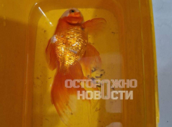 Скандал с замерзающими жителями воронежского СНТ вышел на федеральный уровень