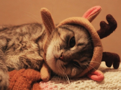 Ми-ми-ми. Забавные питомцы поздравляют с Новым годом воронежцев (^-^) (ФОТО)