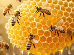 Воронежские переработчики меда пожаловались в Союз пчеловодов из-за серьезных проблем 