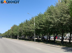 У скандальной рябиновой аллеи в Воронеже появилась половина надежды