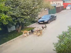 Стая собак загрызла двух кошек в частном секторе Воронежа 