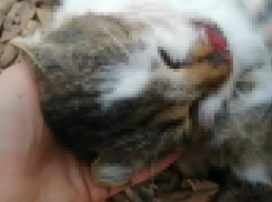 «Изверги!»: в Воронеже неизвестные оставили на улице пострадавшую кошку – за ночь она умерла