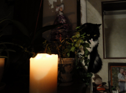 Молитвы и “волшебная капсула”: как воронежские “экстрасенсы” лишили жителя Хакасии полумиллиона рублей