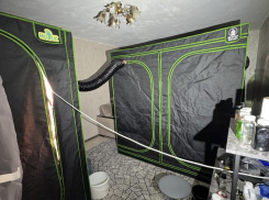 Фешенебельные плантации конопли нашли силовики прямо в воронежской квартире 