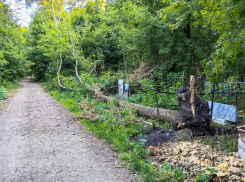Огромное дерево рухнуло на воронежском кладбище – опубликовано фото 