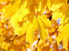 Воронежцев ожидает самый теплый день октября