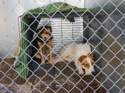 Усыплять нельзя: что делают с агрессивными собаками, рассказали в мэрии Воронежа