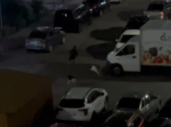 «Пожалуйста!»: погоня стаи собак за ребенком попала на видео в воронежском ЖК