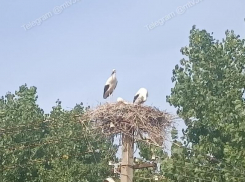 Добрый знак заметили в необычном месте Воронежской области
